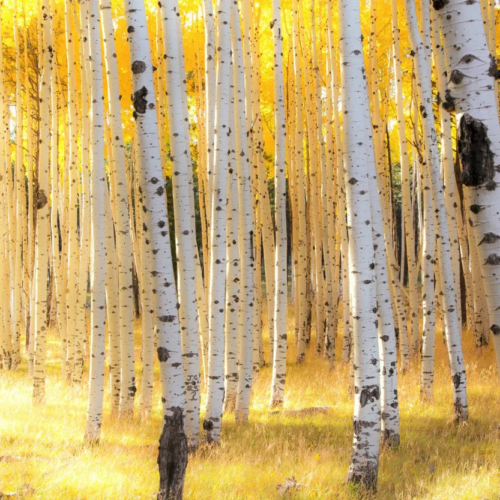 Banner shutterstock_759014665